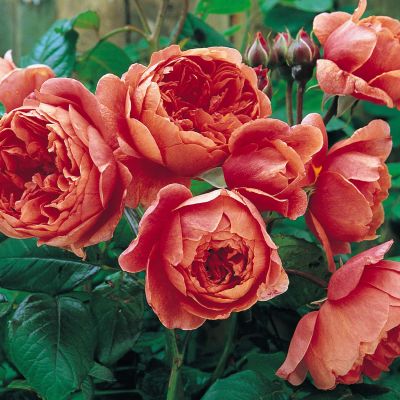 David Austin-Rose 'Summer Song®' David Austin-Rose 'Summer Song®'