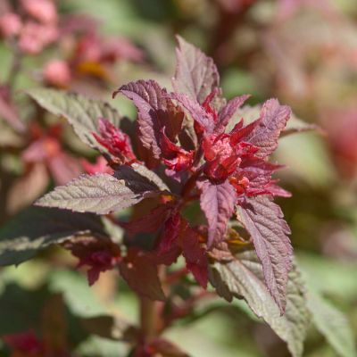 Sommerspiere 'Superstar®'