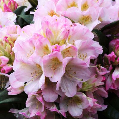 Rhododendron 'Brigitte'