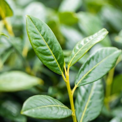 Kirschlorbeer 'Diana' Kirschlorbeer 'Diana'