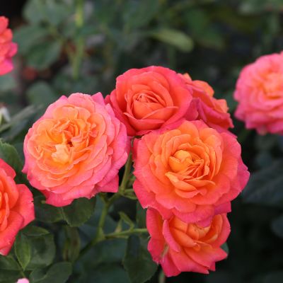 Edelrose 'Vulcano' Edelrose 'Vulcano'