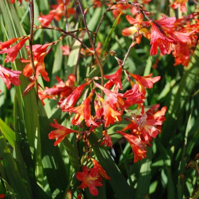 Montbretien 'Meteor'
