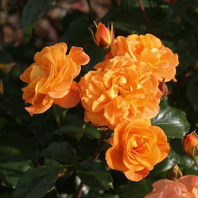 Beetrose 'Westzeit®' ADR Beetrose 'Westzeit®' ADR