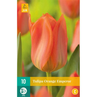 Fosteriana Tulpe 'Oranger Kaiser/ Orange Emperor' - 7 Stück