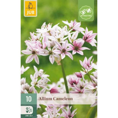 Allium 'Cameleon' - 10 Stück