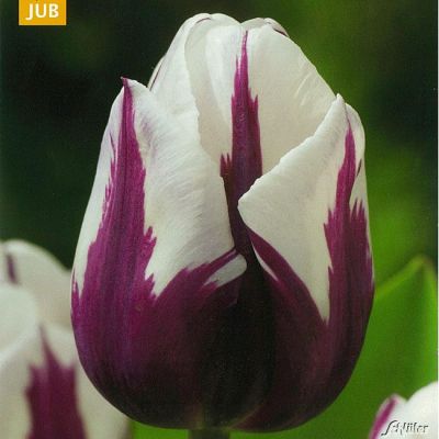 Triumph-Tulpe 'Rems Favourite' - 5 Stück