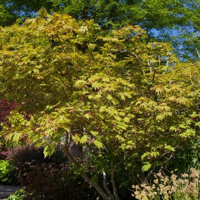 Japanischer Feuerahorn 'Aconitifolium' Japanischer Feuerahorn 'Aconitifolium'