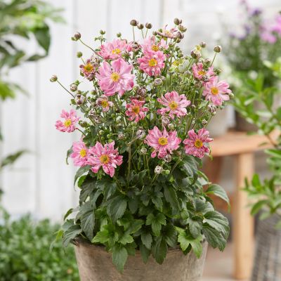 Herbst-Anemone Fantasy-Serie 'Belle' Herbst-Anemone Fantasy-Serie 'Belle'