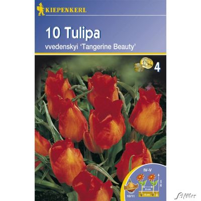 Wildtulpe 'Tangerine Beauty' - 10 Stück