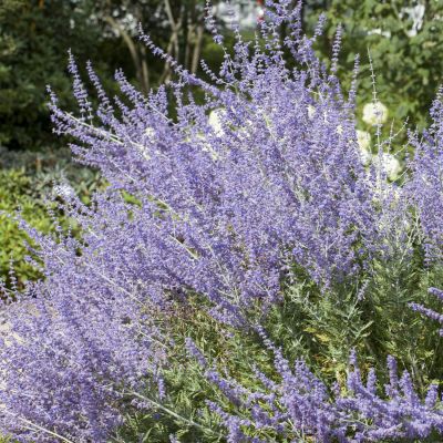 Blauraute 'Little Spire®'