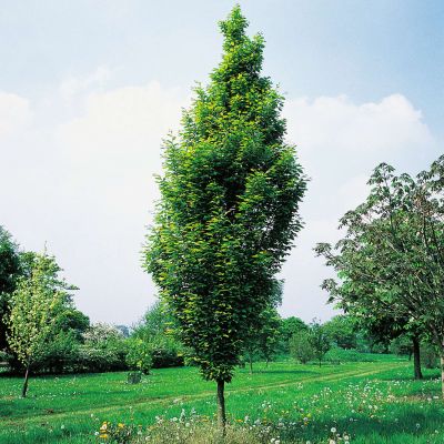 Säulen-Hainbuche 'Fastigiata' Säulen-Hainbuche 'Fastigiata'