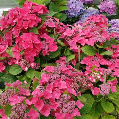 Tellerhortensie 'Kardinal' Tellerhortensie 'Kardinal'