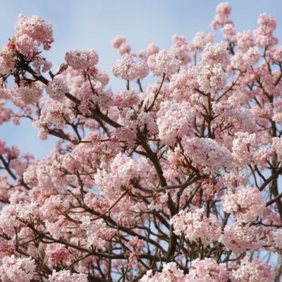 Duft-Schneeball 'December Dwarf'