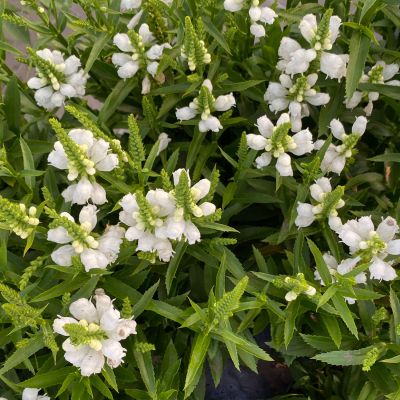 Gelenkblume 'Snow Dragon'