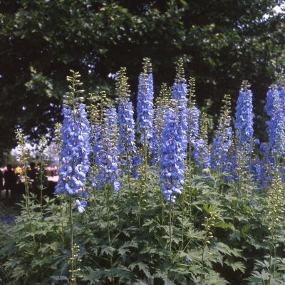 Rittersporn 'Blue Jay'