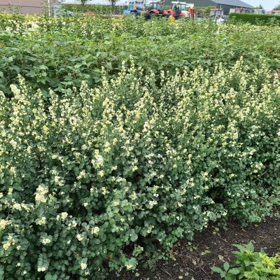 Schneebeere 'Symphony Rock' ® Schneebeere 'Symphony Rock' ®