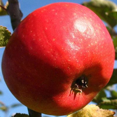 Apfel 'Pilot®' - Busch