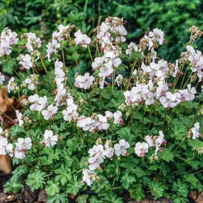 Storchschnabel 'Bressingham Pink' Storchschnabel 'Bressingham Pink'