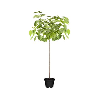 Kugel-Trompetenbaum 'Nana'