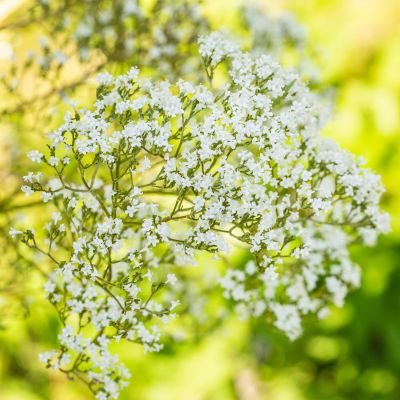 Sumpf-Mädesüß Sumpf-Mädesüß