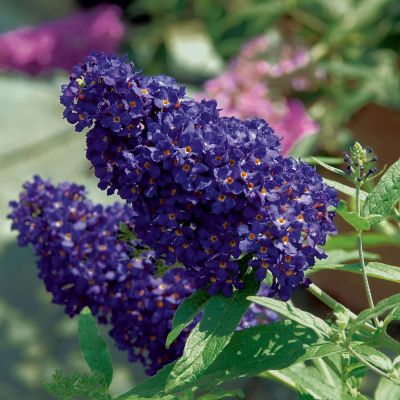 Sommerflieder 'Buzz Midnight'  Sommerflieder 'Buzz Midnight'