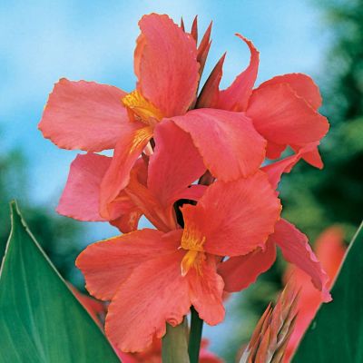 Canna 'City of Portland' - Indisches Blumenrohr