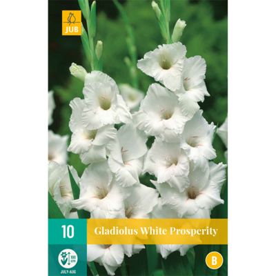 Gladiole 'White Prosperity' - 10 Stück Gladiole 'White Prosperity' - 10 Stück