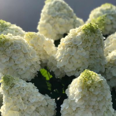 Rispenhortensie 'Magical® Mont Blanc'
