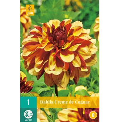 Schmuckdahlie 'Creme de Cognac'