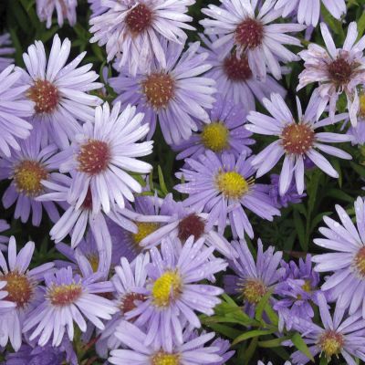 Kissen-Aster 'Zwergenhimmel'