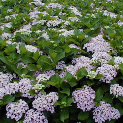 Ballhortensie 'Ayesha'