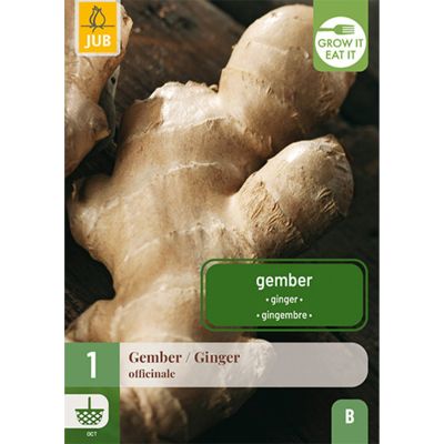 Ingwer | 1 Stück