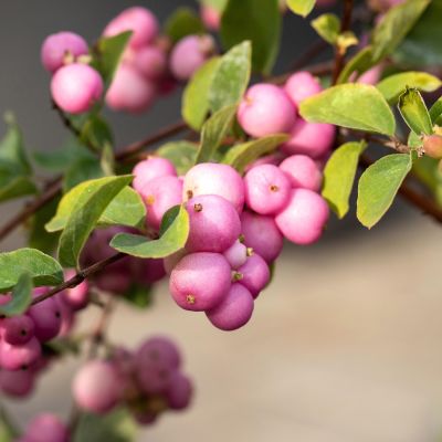 Schneebeere 'Amethyst' - Purpurbeere Schneebeere 'Amethyst' - Purpurbeere