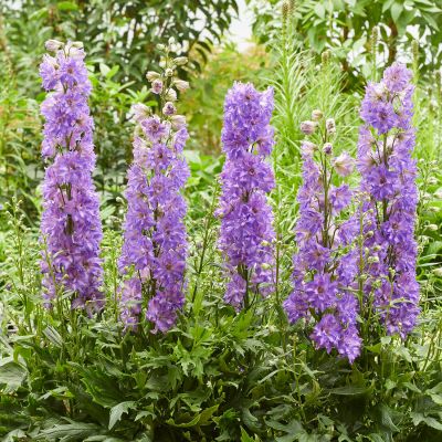 Hoher Garten-Rittersporn Delgenius 'Breezin' ® Hoher Garten-Rittersporn Delgenius 'Breezin' ®