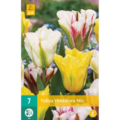 Viridiflora Tulpen Mix