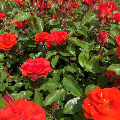 Beetrose 'Westpoint®'  Beetrose 'Westpoint®'