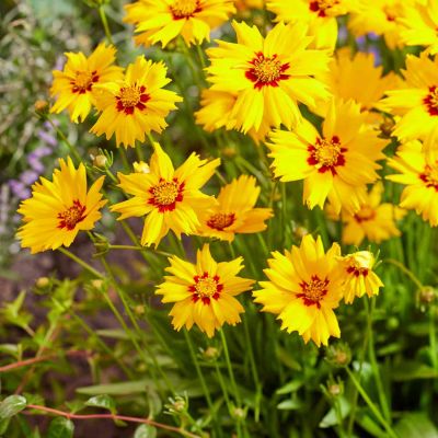 Großblumiges Mädchenauge 'Solar Mellow' Großblumiges Mädchenauge 'Solar Mellow'