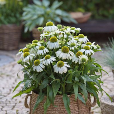 Scheinsonnenhut 'SunMagic Vintage White®' Scheinsonnenhut 'SunMagic Vintage White®'