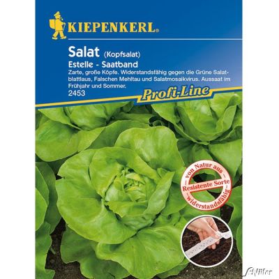Kopfsalat 'Estelle'