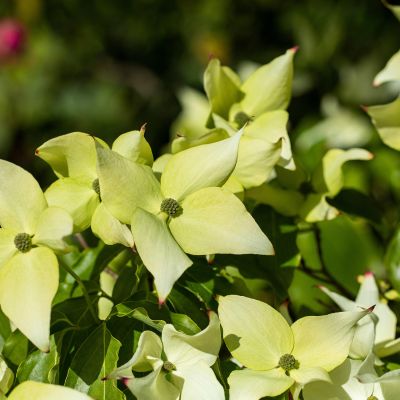 Japanischer Blumen-Hartriegel 'Schmetterling' Japanischer Blumen-Hartriegel 'Schmetterling'