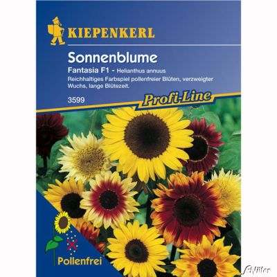 Sonnenblume 'Fantasia-Mix'