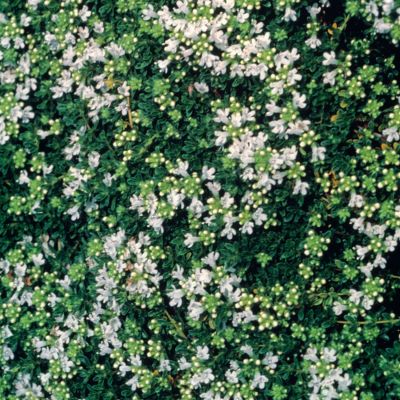 Weißer Feldthymian 'Albus®' Weißer Feldthymian 'Albus®'
