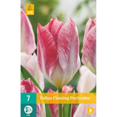Fosteriana Tulpe 'Flaming Purissima'  -  7 Stück