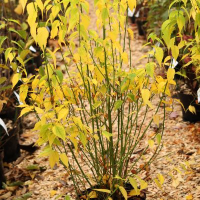 Gelbbunter Ranunkelstrauch 'Golden Guinea' Gelbbunter Ranunkelstrauch 'Golden Guinea'