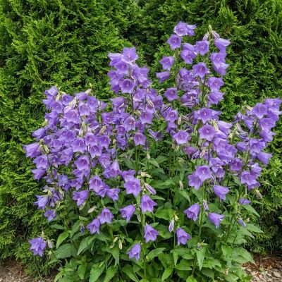 Nessel-Glockenblume