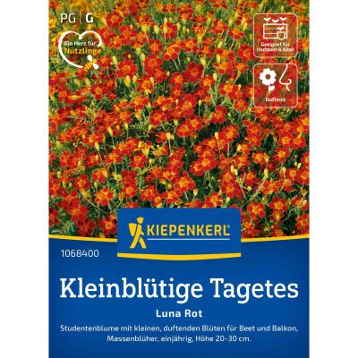 Tagetes 'Luna Rot'