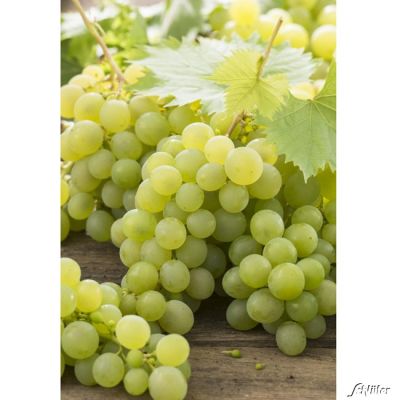 Weintraube 'Arkadia' Weintraube 'Arkadia'