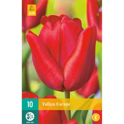 Triumph-Tulpe 'Escape' - 7 Stück Triumph-Tulpe 'Escape' - 7 Stück