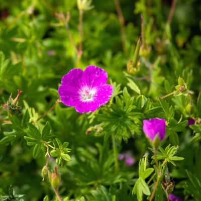 Blut Storchschnabel 'Elsbeth' Blut Storchschnabel 'Elsbeth'