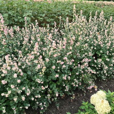 Schneebeere 'Symphony Rave' ® Schneebeere 'Symphony Rave' ®